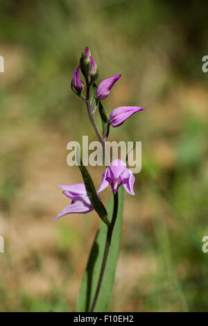 Red Helleborine, lateinischer Name Cephalanthera Rubra. Obwohl relativ häufig in Teilen ihres Verbreitungsgebietes, hat diese Cephalanthera immer Stockfoto