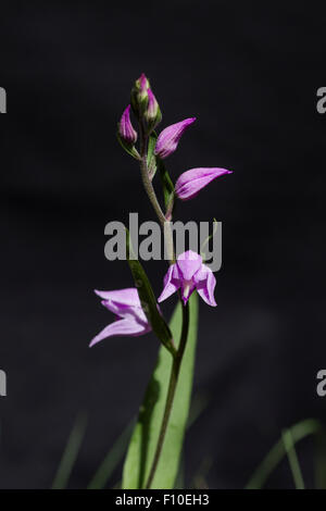 Red Helleborine, lateinischer Name Cephalanthera Rubra. Obwohl relativ häufig in Teilen ihres Verbreitungsgebietes, hat diese Cephalanthera immer Stockfoto