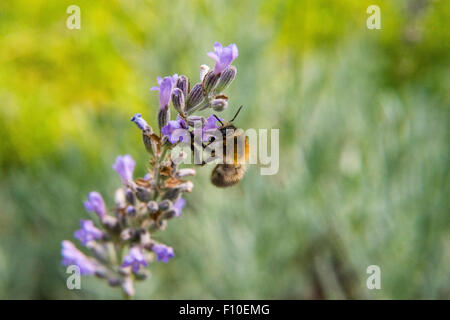 Hummel in Lavendel Blumenfeld, Hummel (Bombus spec.), gemeinsame Lavendel (Lavandula Angustifolia) Stockfoto