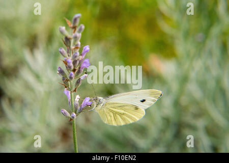 Kohl-Schmetterling (Pieris Brassicae) auf Lavendel, große weiße Kohlweißling, Fütterung auf Lavendel Stockfoto
