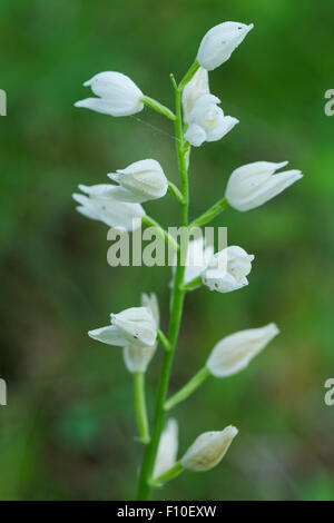 Cephalanthera Longifolia, bekannt unter dem gemeinsamen Namen Narrow-leaved Helleborine oder Schwert-leaved Helleborine bedeckt in Tau Stockfoto