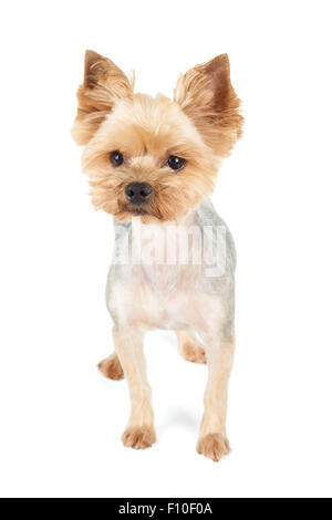 Yorkshire Terrier mit kurzen Haarschnitt steht im Studio auf weißem Hintergrund Stockfoto