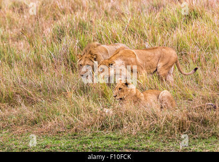 Löwen (Panthera Leo) auf die Jagd, Okavango Delta, Norden Botswana, Südafrika Stockfoto