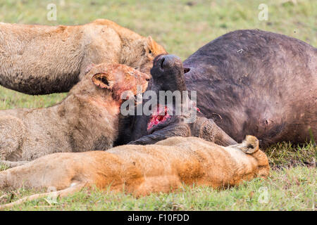 Löwin, Panthera Leo, Blut auf Gesicht, Schlemmen auf kürzlich getöteten Kaffernbüffel Syncerus Caffer, Okavango Delta, Nord-Botswana Stockfoto