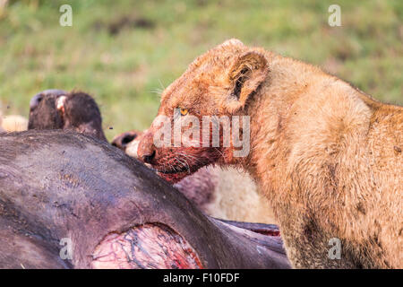 Löwin, Panthera Leo, Blut auf Gesicht, Schlemmen auf kürzlich getöteten Kaffernbüffel Syncerus Caffer, Okavango Delta, Nord-Botswana Stockfoto
