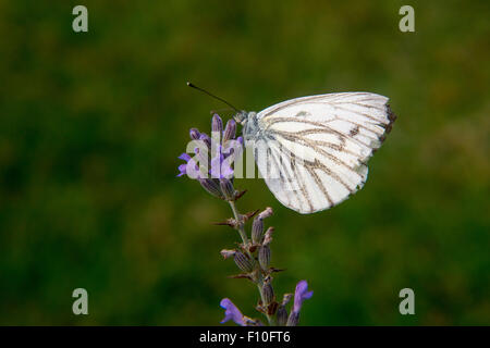 Kohl-Schmetterling (Pieris Brassicae) auf Lavendel, große weiße Kohlweißling, Fütterung auf Lavendel Stockfoto