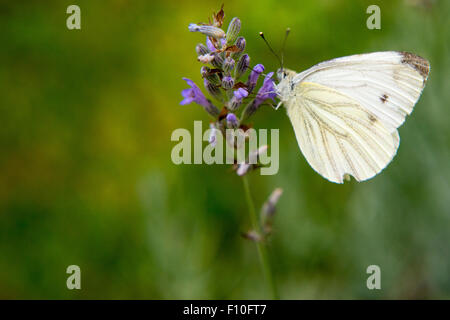 Kohl-Schmetterling (Pieris Brassicae) auf Lavendel, große weiße Kohlweißling, Fütterung auf Lavendel Stockfoto