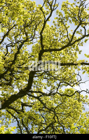 Junge saure grüne Frühling Laub auf einen gemeinsamen Eiche, Quercusa Rubur, Silouetted mit dunklen Zweigen vor blauem Himmel, Berkshir Stockfoto