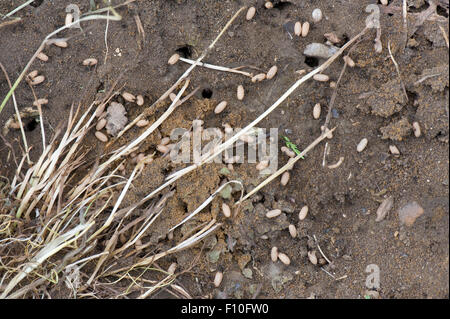 Freiliegende Kolonie von schwarzen Garten Ameisen, Lasius Niger, mit Puppen der Fliegende Drohnen und unreifen Königinnen, Juni Stockfoto