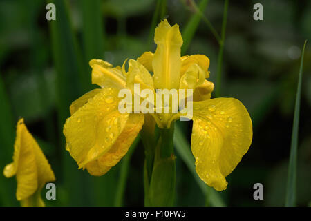 Blume der eine gelbe Flagge-Iris, Iris Pseudocorus, mit Regentropfen und schützenden Blattläuse Stockfoto