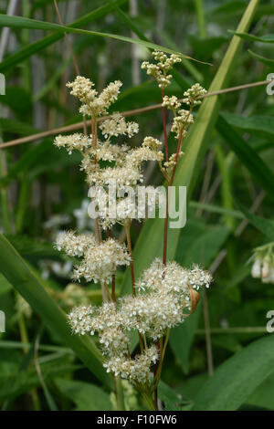 Mädesüß, Filipendula Ulmaria, blühende Pflanzen am Ufer des Kennet & Avon Canal, Berkshire, Juni Stockfoto