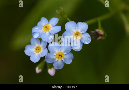 Blaue Blume von Wasser oder die wahre Vergissmeinnicht, Myosotis Scorpioides, Berkshire, Juni Stockfoto