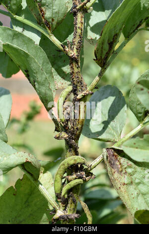 Schwarze Bohne Blattläuse, Aphis Fabae, befallen Saubohne Pflanze im jungen-Pod, Berkshire, Juli Stockfoto