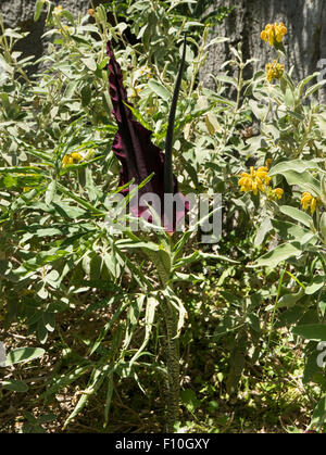 Dragon-Arum, (Dracunculus Vulgaris) Imbros-Schlucht, Kreta, Griechenland. Stockfoto