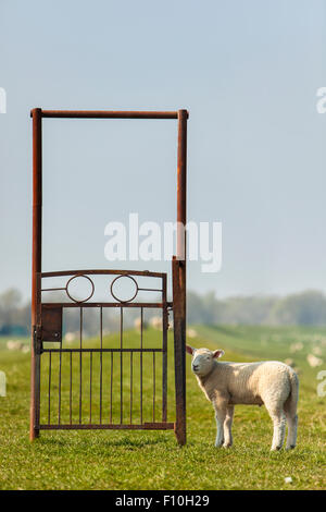 Schafe unter rostigen Tor am Deich in Norddeutschland Stockfoto