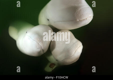 26. September 2009 - Beluga-Wal oder Weißwal (Delphinapterus Leucas) Meer von Japan, Insel Russki, Far East, Primorje, Primorsky Krai, Rußland © Andrey Nekrassow/ZUMA Wire/ZUMAPRESS.com/Alamy Live-Nachrichten Stockfoto