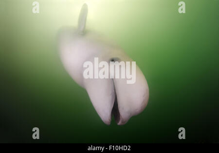 26. September 2009 - Beluga-Wal oder Weißwal (Delphinapterus Leucas) Meer von Japan, Insel Russki, Far East, Primorje, Primorsky Krai, Rußland © Andrey Nekrassow/ZUMA Wire/ZUMAPRESS.com/Alamy Live-Nachrichten Stockfoto