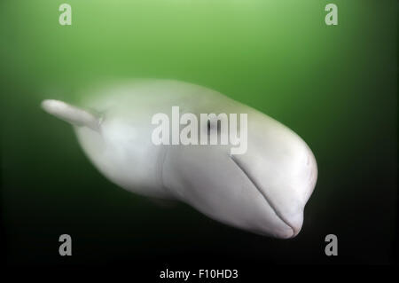 26. September 2009 - Beluga-Wal oder Weißwal (Delphinapterus Leucas) Meer von Japan, Insel Russki, Far East, Primorje, Primorsky Krai, Rußland © Andrey Nekrassow/ZUMA Wire/ZUMAPRESS.com/Alamy Live-Nachrichten Stockfoto