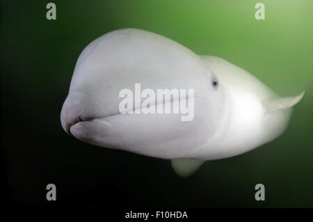 26. September 2009 - Beluga-Wal oder Weißwal (Delphinapterus Leucas) Meer von Japan, Insel Russki, Far East, Primorje, Primorsky Krai, Rußland © Andrey Nekrassow/ZUMA Wire/ZUMAPRESS.com/Alamy Live-Nachrichten Stockfoto