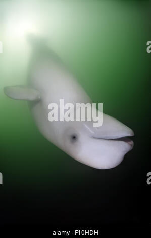 26. September 2009 - Beluga-Wal oder Weißwal (Delphinapterus Leucas) Meer von Japan, Insel Russki, Far East, Primorje, Primorsky Krai, Rußland © Andrey Nekrassow/ZUMA Wire/ZUMAPRESS.com/Alamy Live-Nachrichten Stockfoto