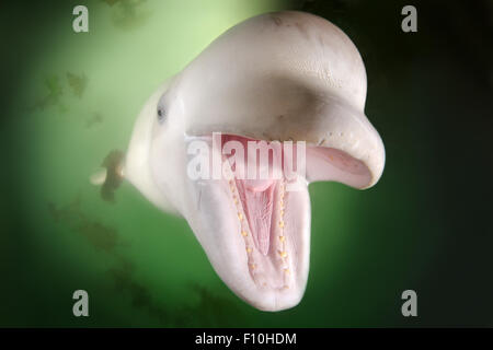 26. September 2009 - Beluga-Wal oder Weißwal (Delphinapterus Leucas) Meer von Japan, Insel Russki, Far East, Primorje, Primorsky Krai, Rußland © Andrey Nekrassow/ZUMA Wire/ZUMAPRESS.com/Alamy Live-Nachrichten Stockfoto