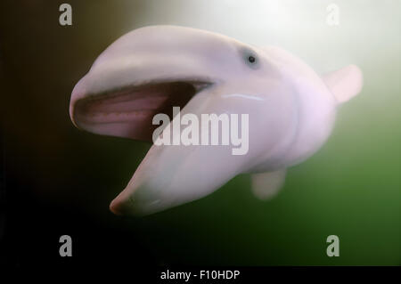 26. September 2009 - Beluga-Wal oder Weißwal (Delphinapterus Leucas) Meer von Japan, Insel Russki, Far East, Primorje, Primorsky Krai, Rußland © Andrey Nekrassow/ZUMA Wire/ZUMAPRESS.com/Alamy Live-Nachrichten Stockfoto