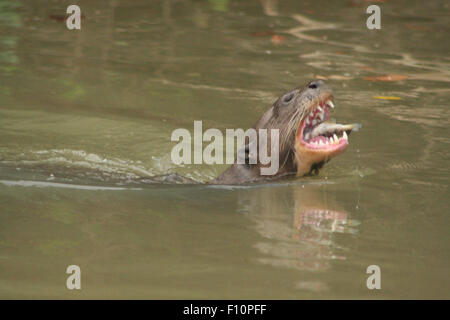 Riese Fischotter am Fluss Paraguay im Pantanal in Brasilien Stockfoto