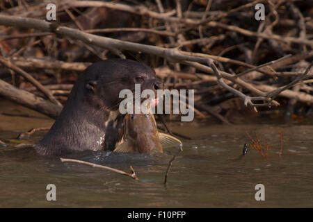 Riese Fischotter am Fluss Paraguay im Pantanal in Brasilien Stockfoto