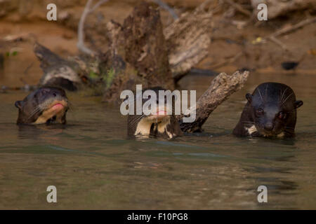 Riese Fischotter am Fluss Paraguay im Pantanal in Brasilien Stockfoto