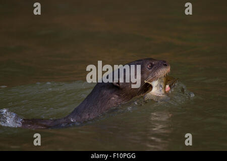 Riese Fischotter am Fluss Paraguay im Pantanal in Brasilien Stockfoto