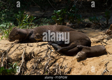 Riese Fischotter am Fluss Paraguay im Pantanal in Brasilien Stockfoto