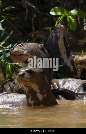 Riese Fischotter am Fluss Paraguay im Pantanal in Brasilien Stockfoto