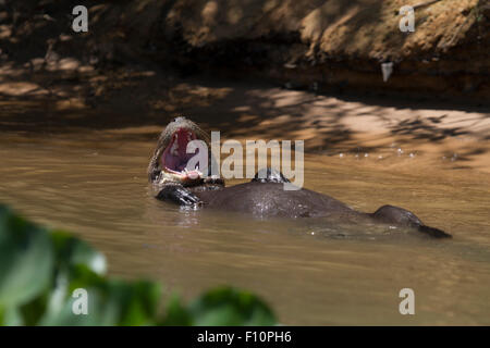 Riese Fischotter am Fluss Paraguay im Pantanal in Brasilien Stockfoto