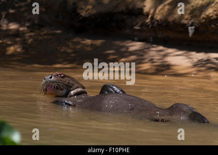 Riese Fischotter am Fluss Paraguay im Pantanal in Brasilien Stockfoto