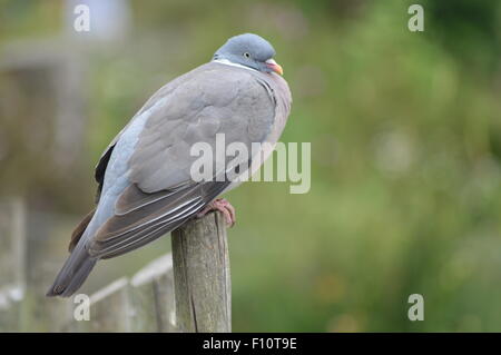 Ringeltaube saß auf einem Zaunpfahl. Stockfoto