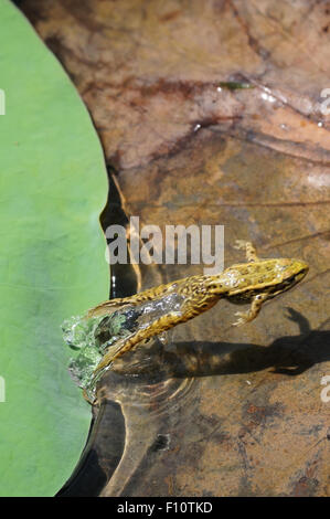 Grüner Frosch springt vom Lotusblatt Stockfoto