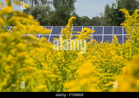 White Lake, Michigan - Felder der Goldrute (Solidago) um Sonnenkollektoren. Stockfoto