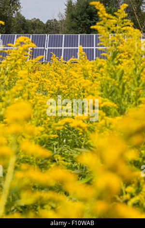 White Lake, Michigan - Felder der Goldrute (Solidago) um Sonnenkollektoren. Stockfoto