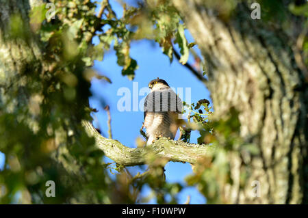 Erwachsene männliche Sperber - Accipiter nisus Stockfoto