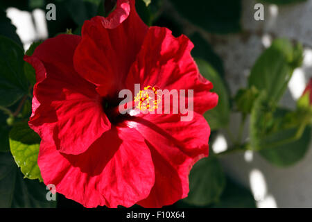 Roten Hibiskusblüte Stockfoto