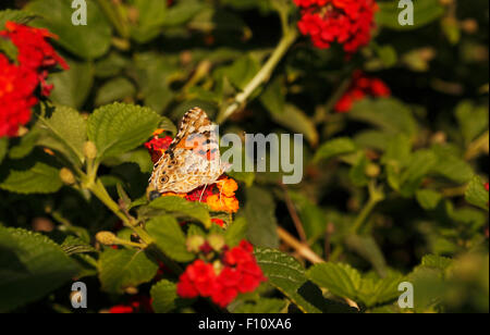 Distelfalter Butterlfy auf Blumen von Lantana camara Stockfoto