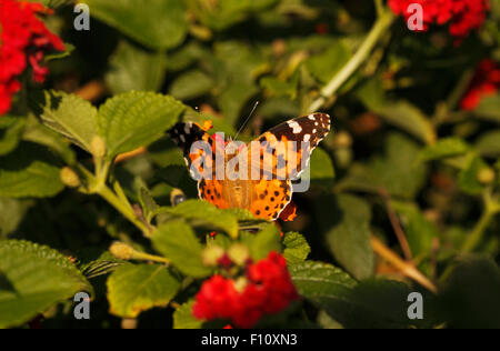 Distelfalter Butterlfy auf Blumen von Lantana camara Stockfoto