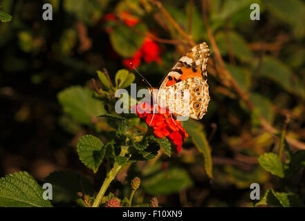 Distelfalter Butterlfy auf Blumen von Lantana camara Stockfoto