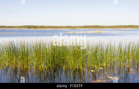 Panorama-Bild von einem grünen Schilf oder Zuckerrohr wächst in einem See in einem schönen Sommertag Stockfoto