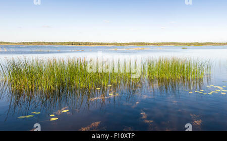 Panorama-Bild von einem grünen Schilf oder Zuckerrohr wächst in einem See in einem schönen Sommertag Stockfoto