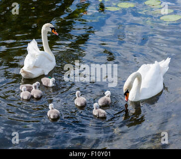 Schwäne und Cygnets nahe dem Kastellet in Kopenhagen, Haus Hans Christian Anderson, Autor von The Ugly Duckling Stockfoto