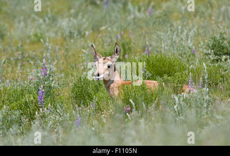 Baby Pronghorn Antilope liegen in einem Feld von Lupinen Blumen im Yellowstone National Park in Wyoming Stockfoto
