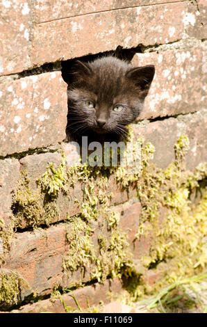 schwarzes Kätzchen stossen den Kopf durch ein Loch in einer Wand. VEREINIGTES KÖNIGREICH. Stockfoto