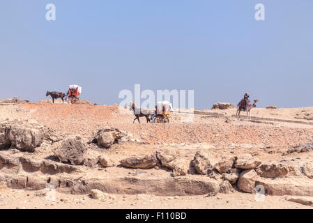 Caleshes und Kamele in der Wüste in Kairo, Ägypten, Afrika Stockfoto