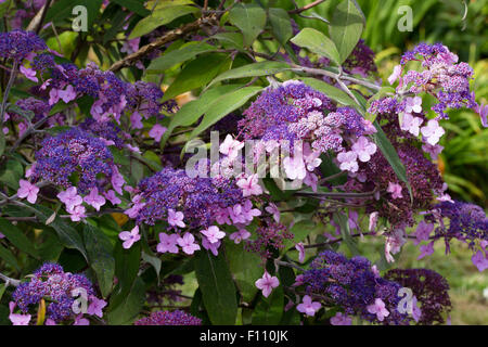 Lacecap Blumen der rauhen Endivie Hydrangea Aspera Villosa Gruppe Stockfoto